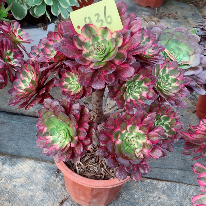 936黑金刚多肉111111