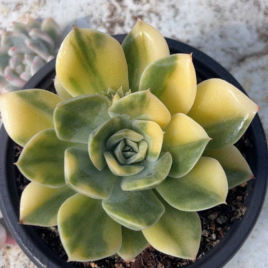 多肉特价抹茶菩提锦