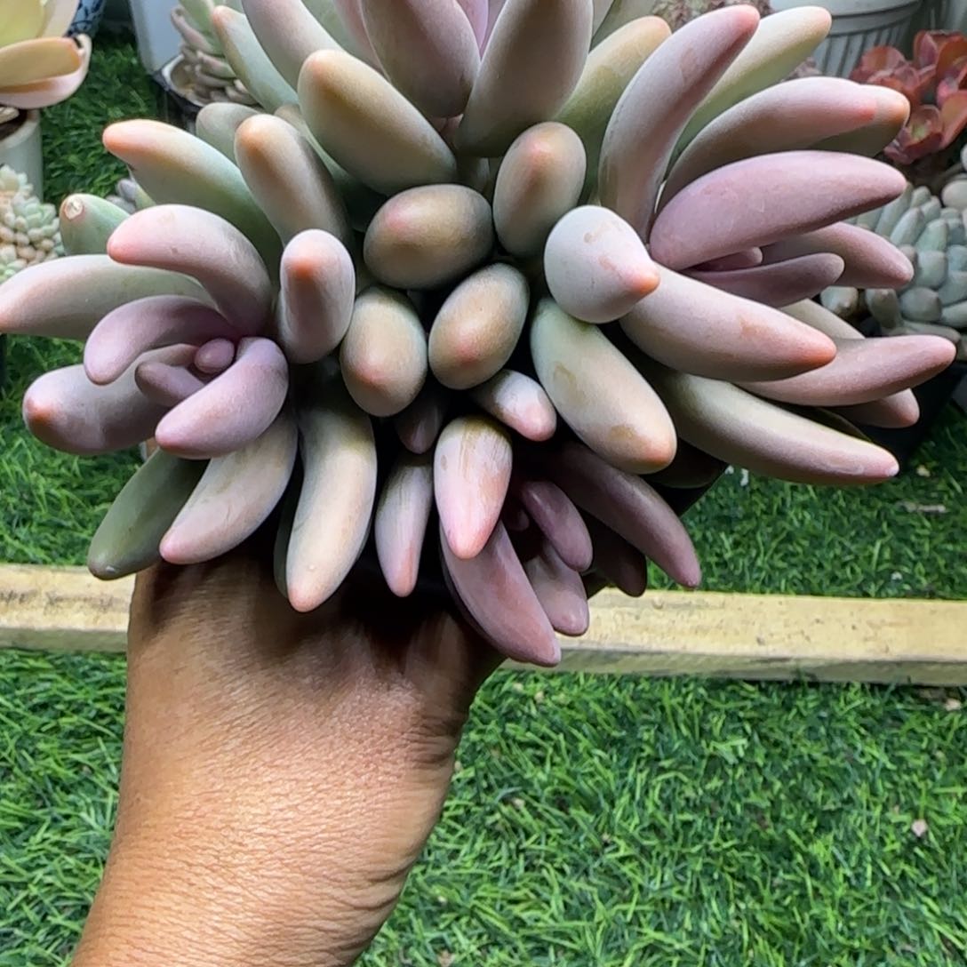 锦安精品多肉植物编号216