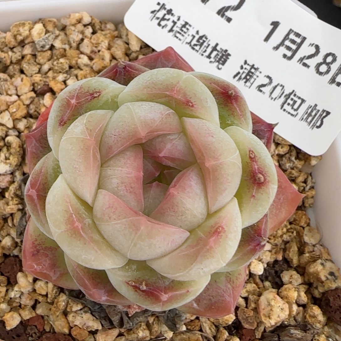 花语逸镜0128-272