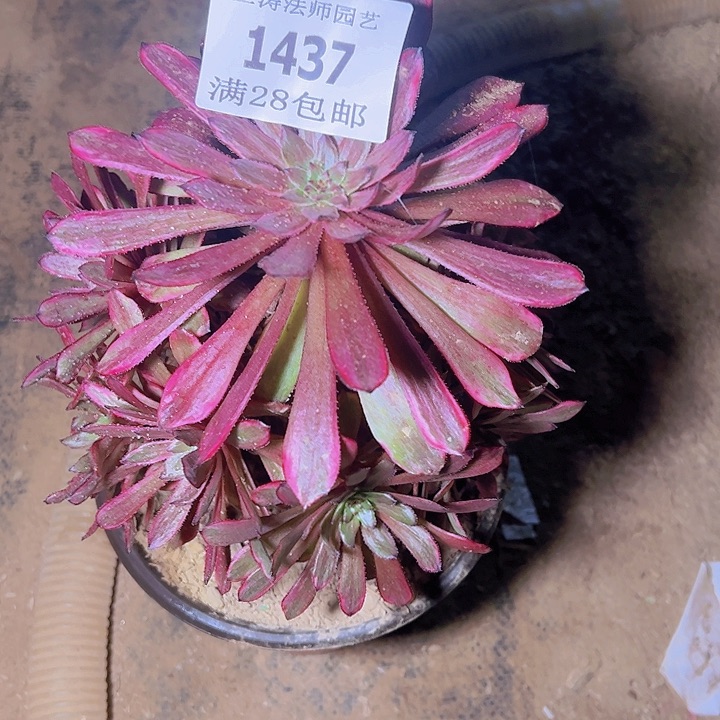 1437紫霞多肉植物老桩