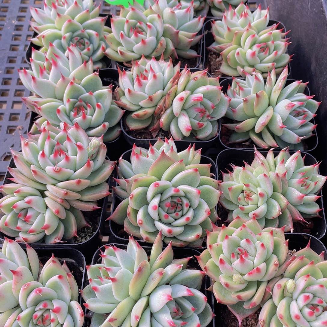 1029号 托斯卡内利多肉双头不包整一个