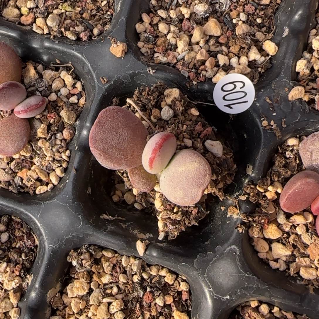 仙桃水泡多肉植物109