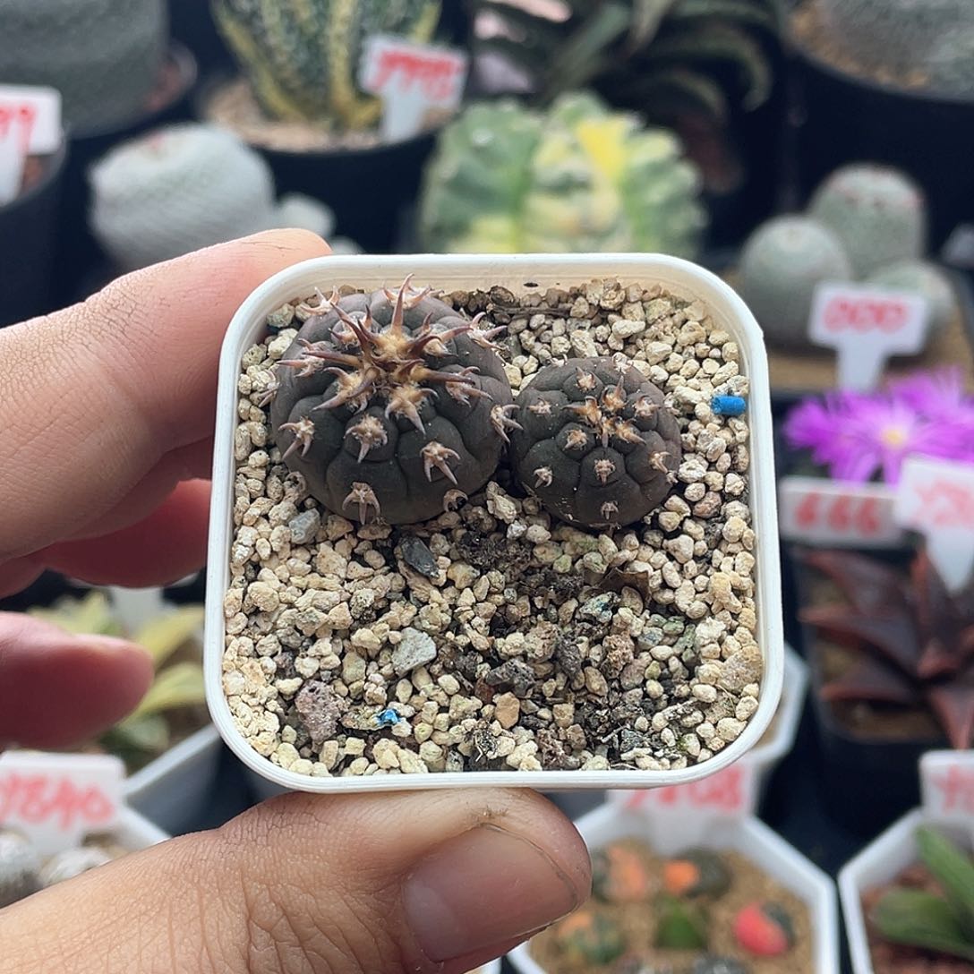 实生九刺天平猫爪仙人球