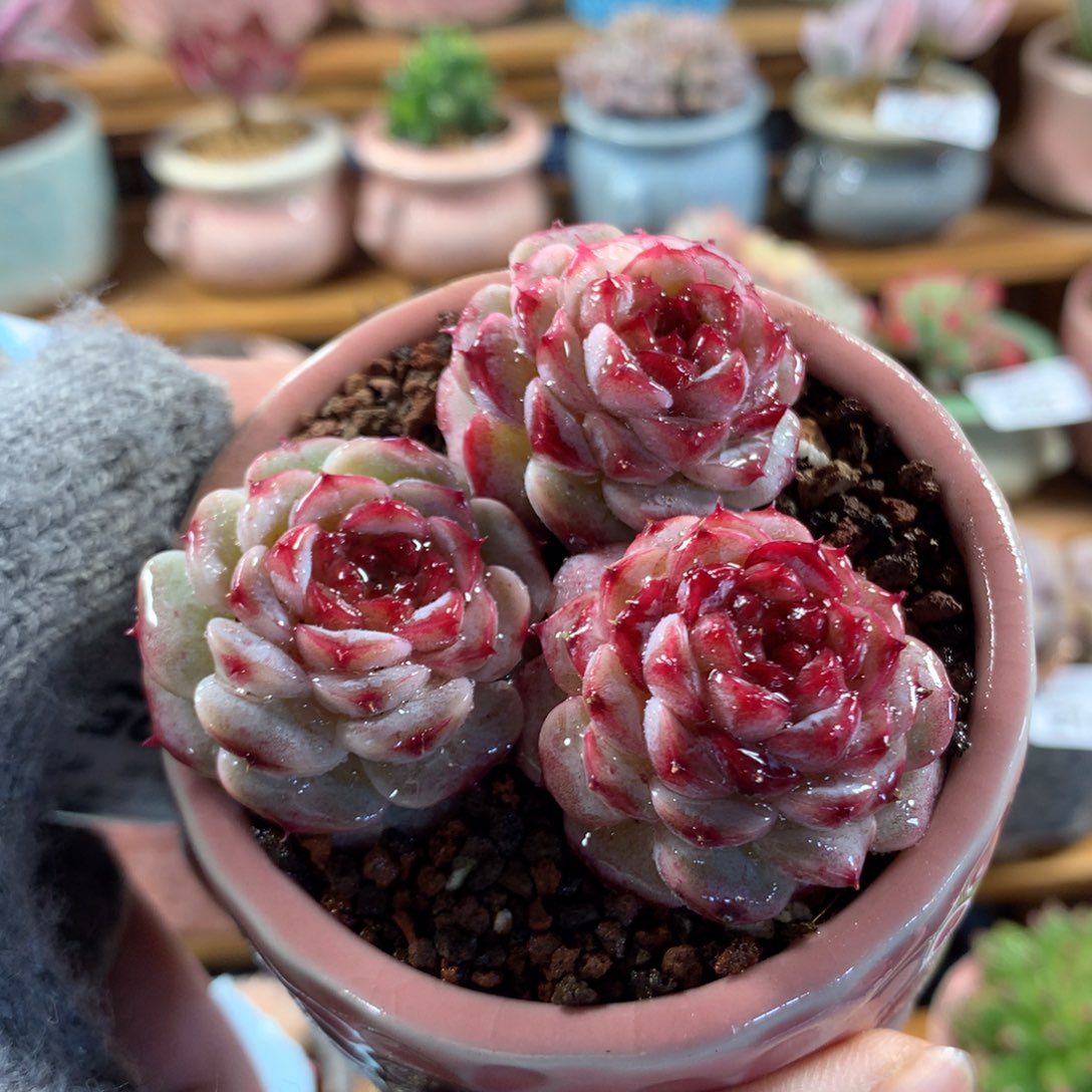 5厘米盆精控多肉蓝孔雀量拍