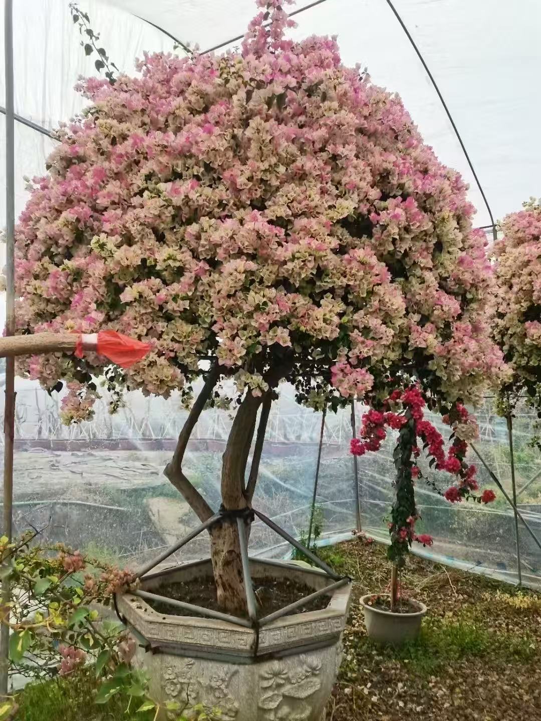 开花嫁接三角梅阳台庭院勤花品介意落花勿老桩拍