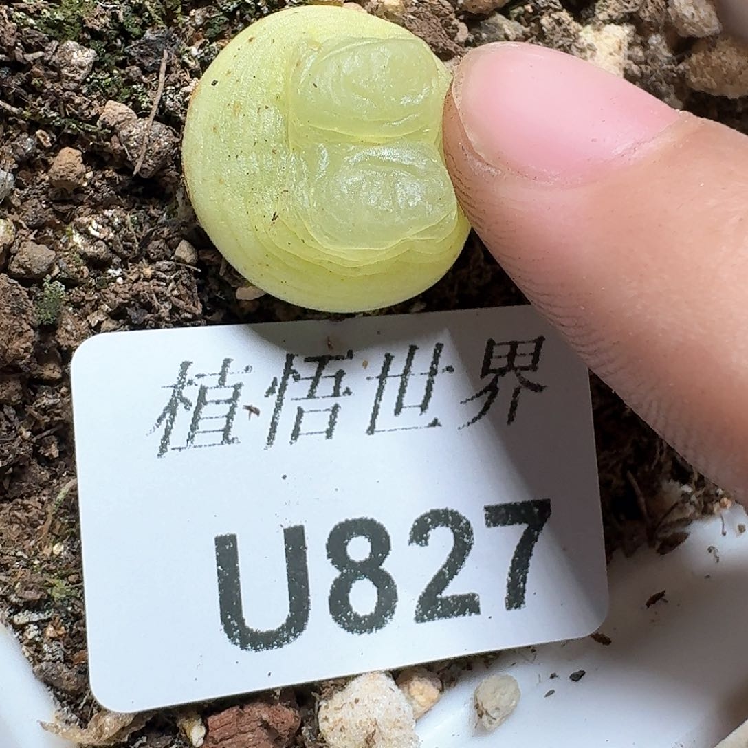 827盒多肉植物哇f g