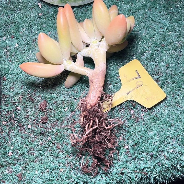 金蝉79号码牌子的话说