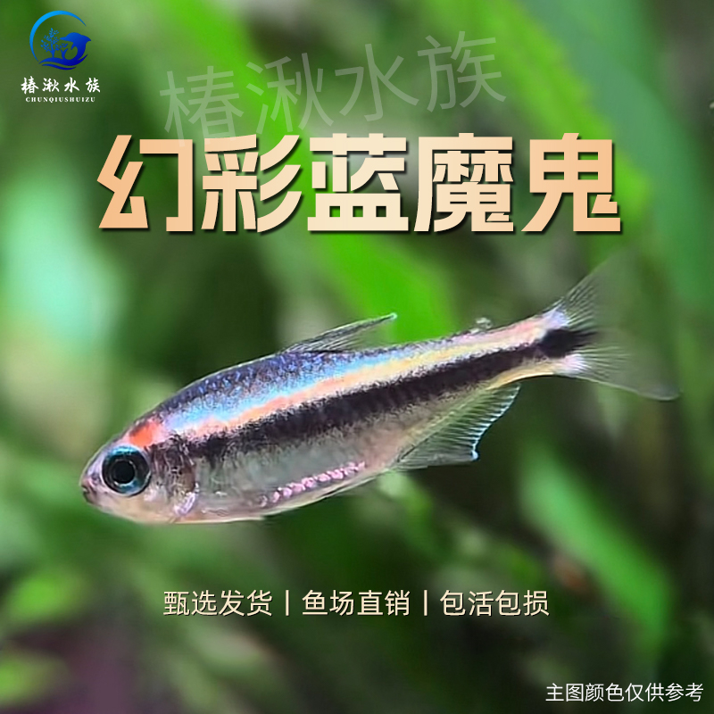 【椿湫水族】幻彩蓝魔鬼灯鱼