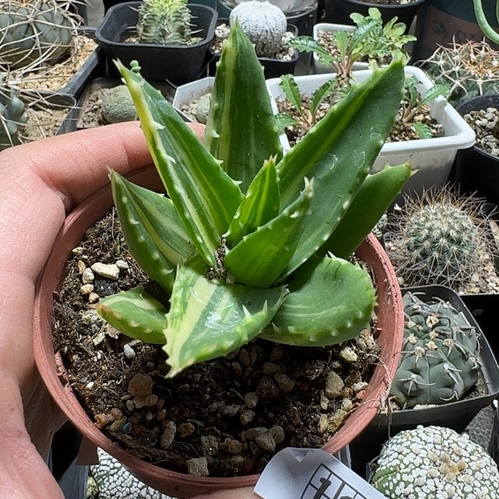 133不夜城芦荟锦脱土发货