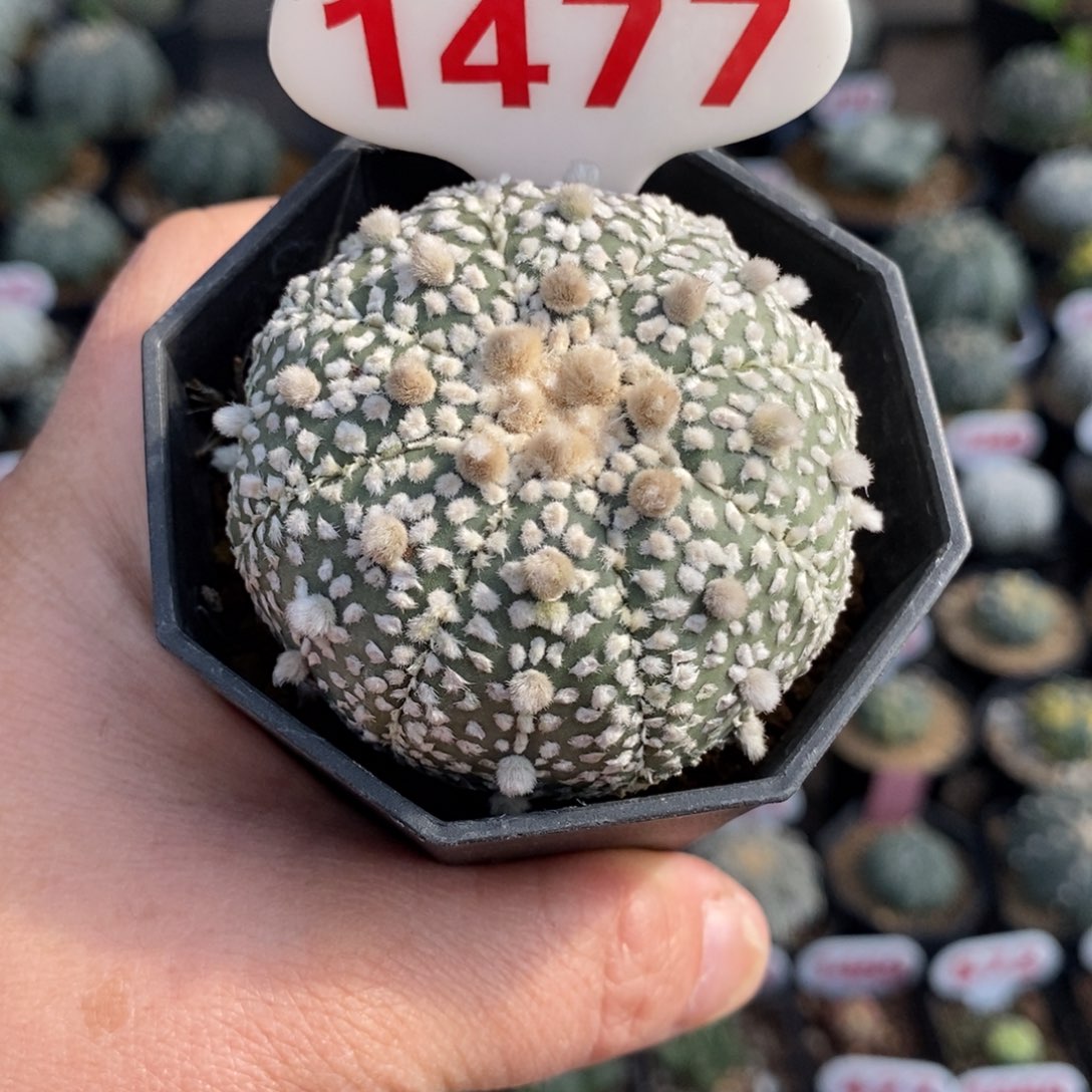 1477浓白超兜福利