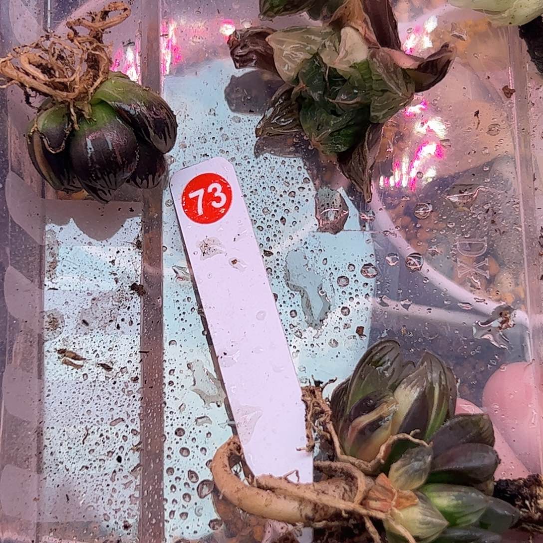 73超值组合十二卷多肉植物