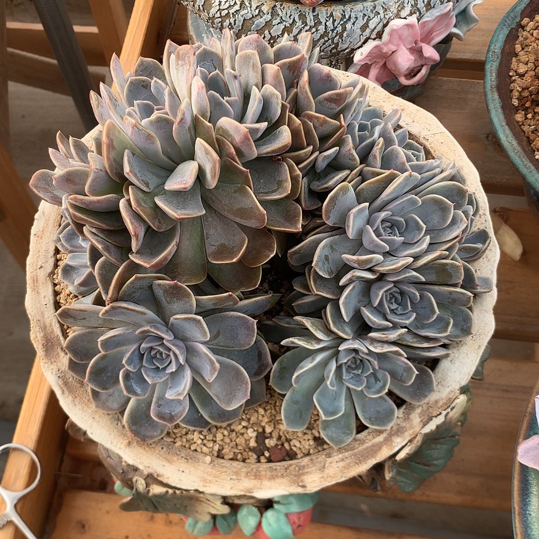 汉堡缀汉堡缀汉堡