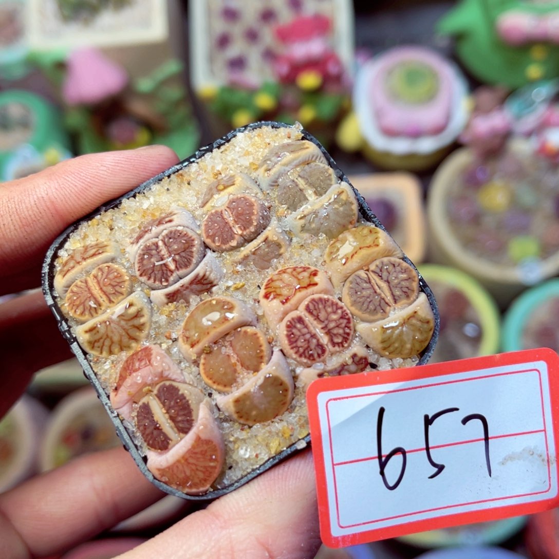 657生石花带盆发