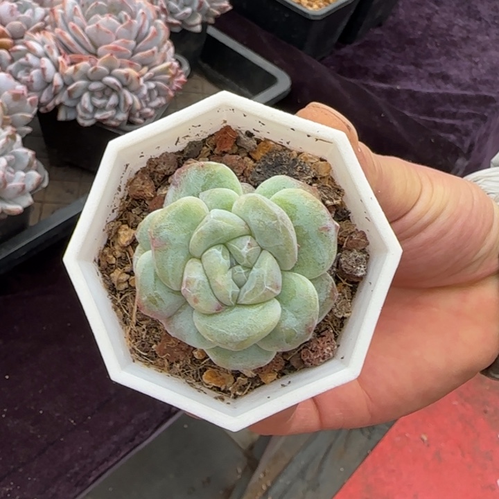 4厘米左右一物一拍的