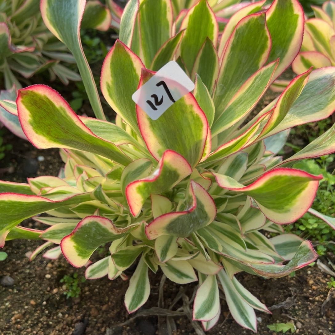 127魅影多肉植物一