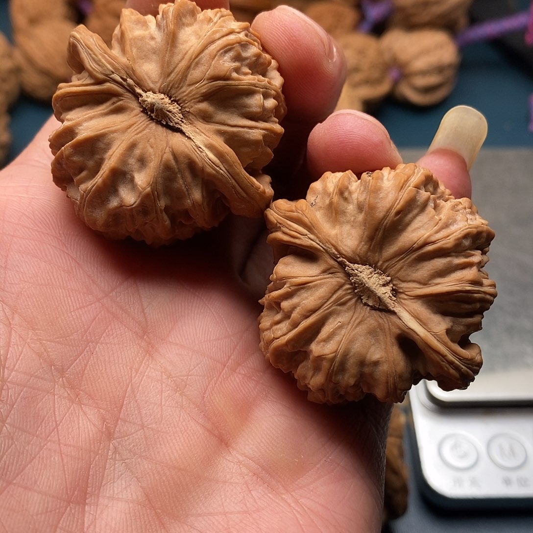 大*菜文玩核桃白狮子40全品