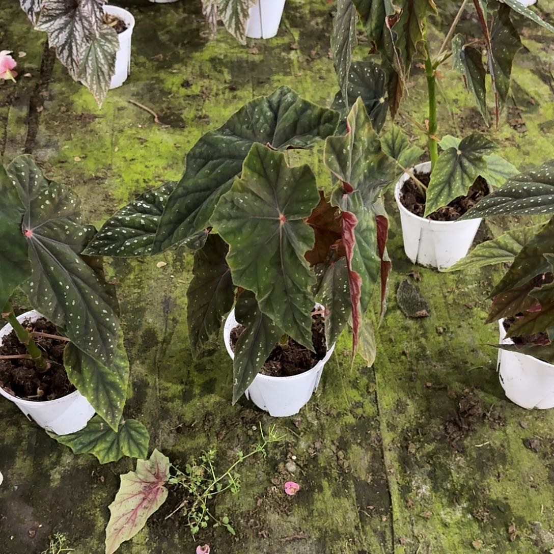 完全开放双肩籽博02