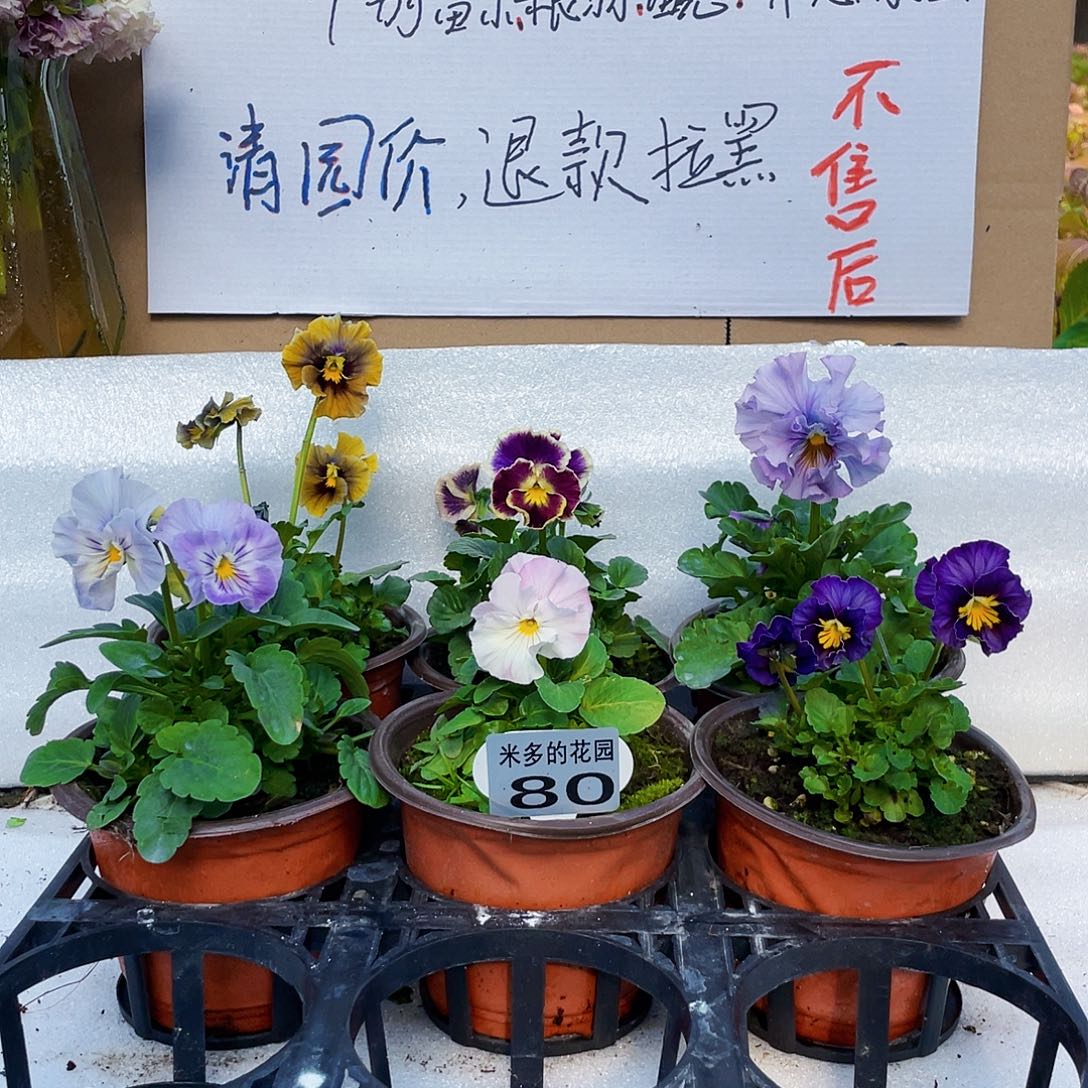 大部分花苞少量开放80