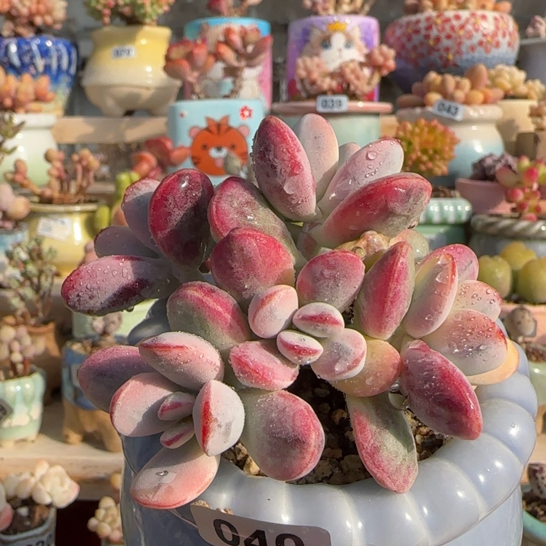 乒乓福娘锦 盆口6cm