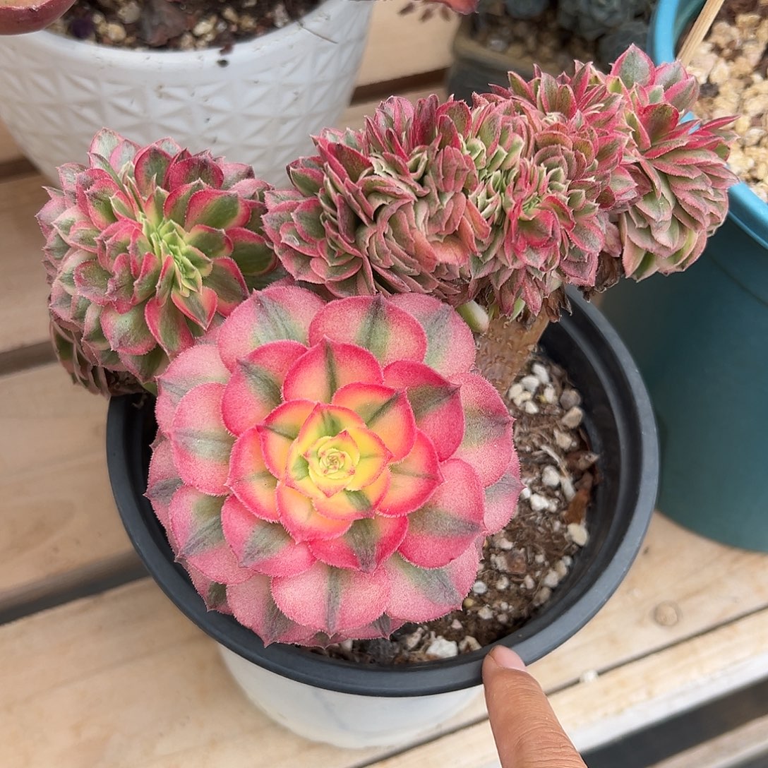 倾城缀化老桩厚板吧