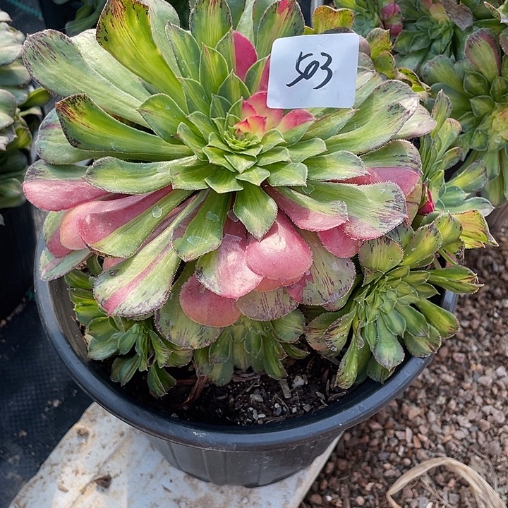 法师植物知否法师503