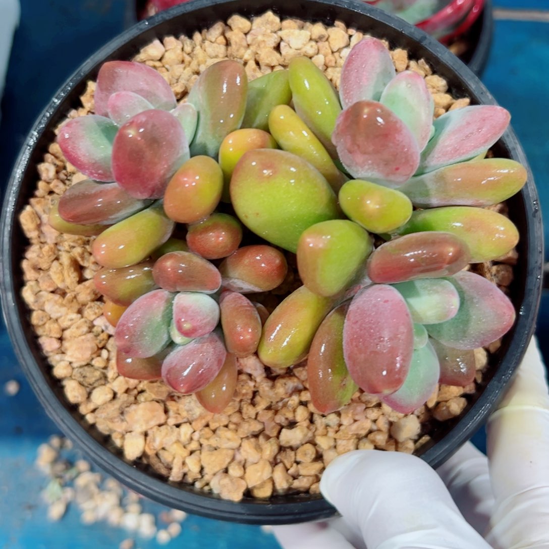 多肉植物多肉植物