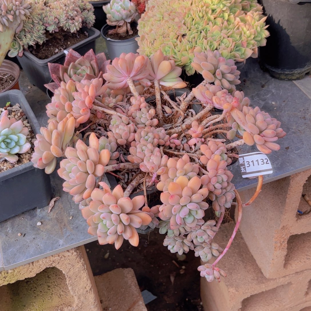 木糖醇不包小损多肉31132