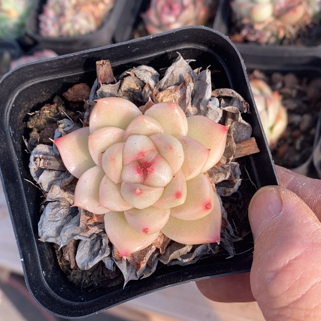 精品多肉一物一拍不包整249