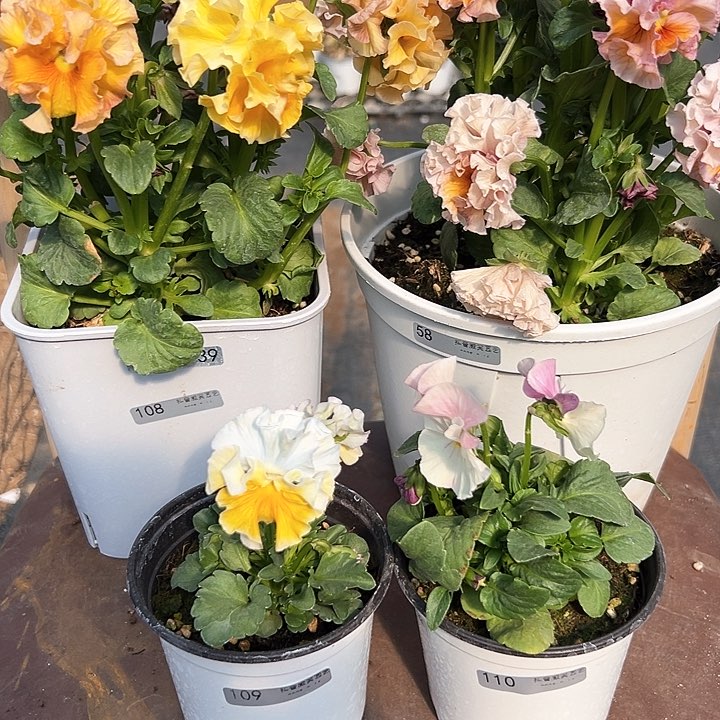 木抖音直播闪拍109/110