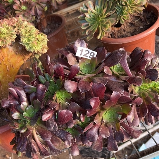 习***默多肉植物一欧子129