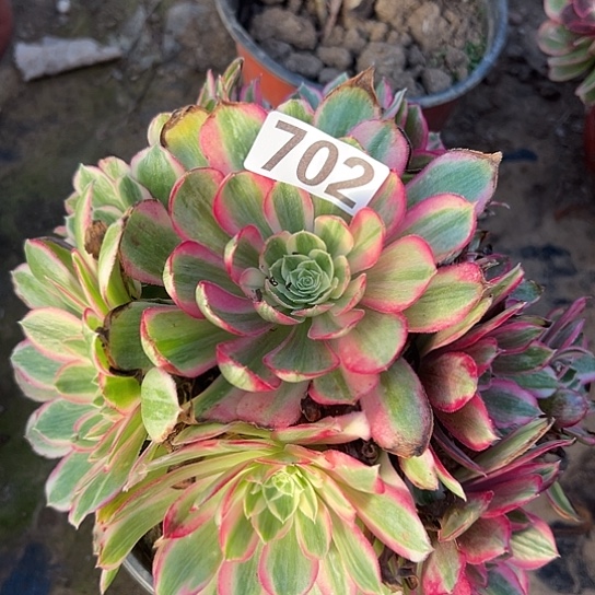 冷***雨多肉植物一个倾城702