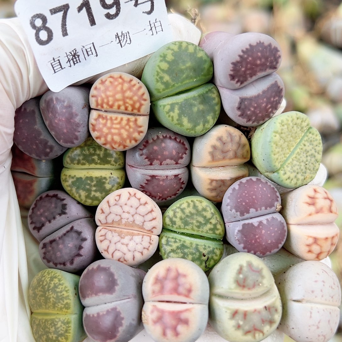 8719 好养易活生石花大母本19个