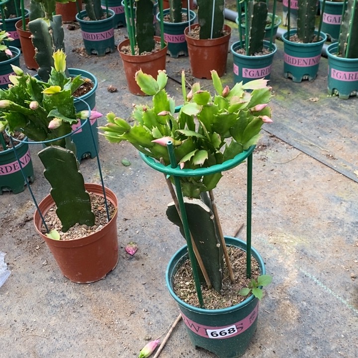 大部分花苞少量开放勇**惧668嫁接068