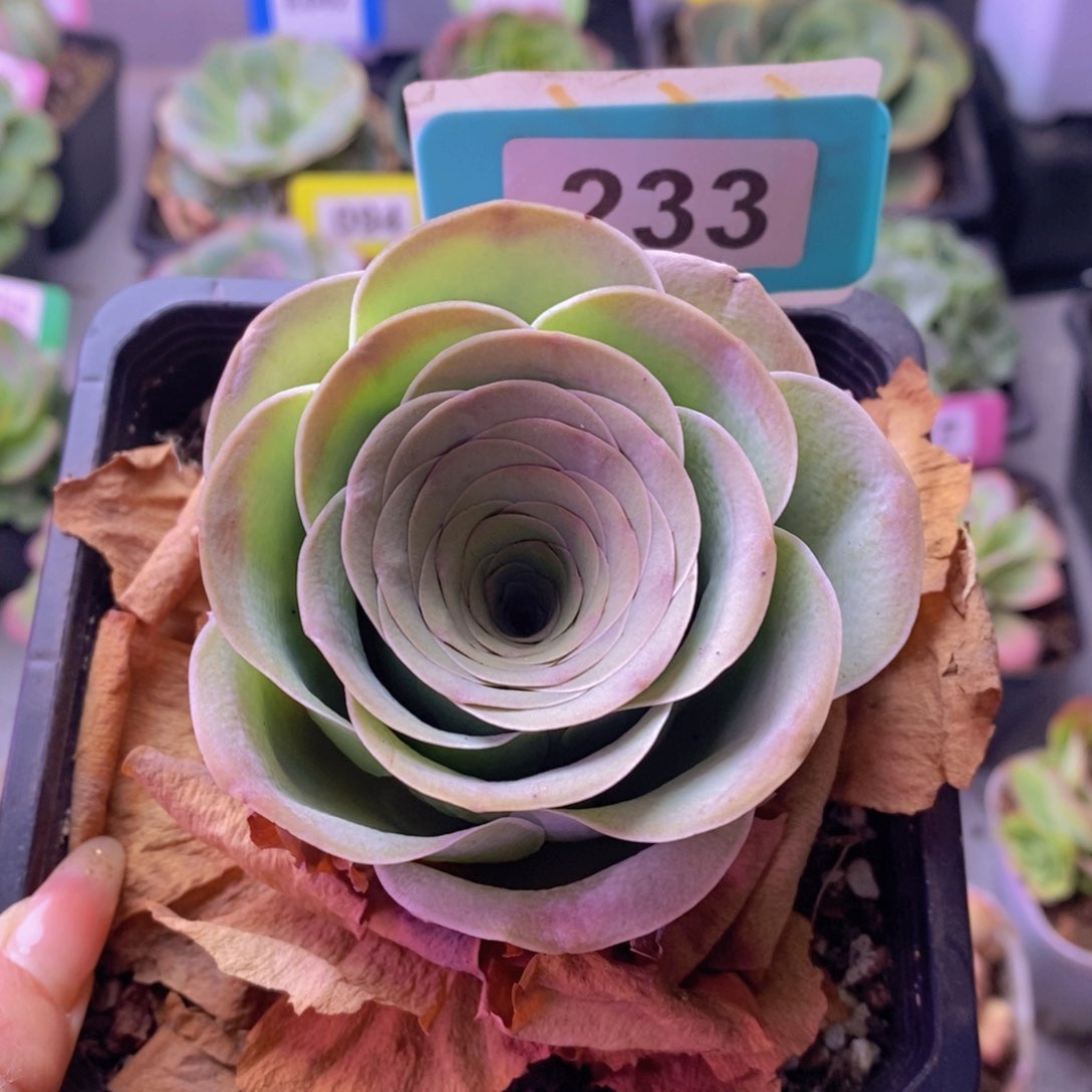 乖***常2月份会员云袖玫瑰已领