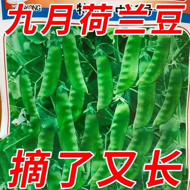 软荚荷兰豆种子春夏秋四季播种大荚菜豆豌豆豆角种籽农家蔬菜种籽