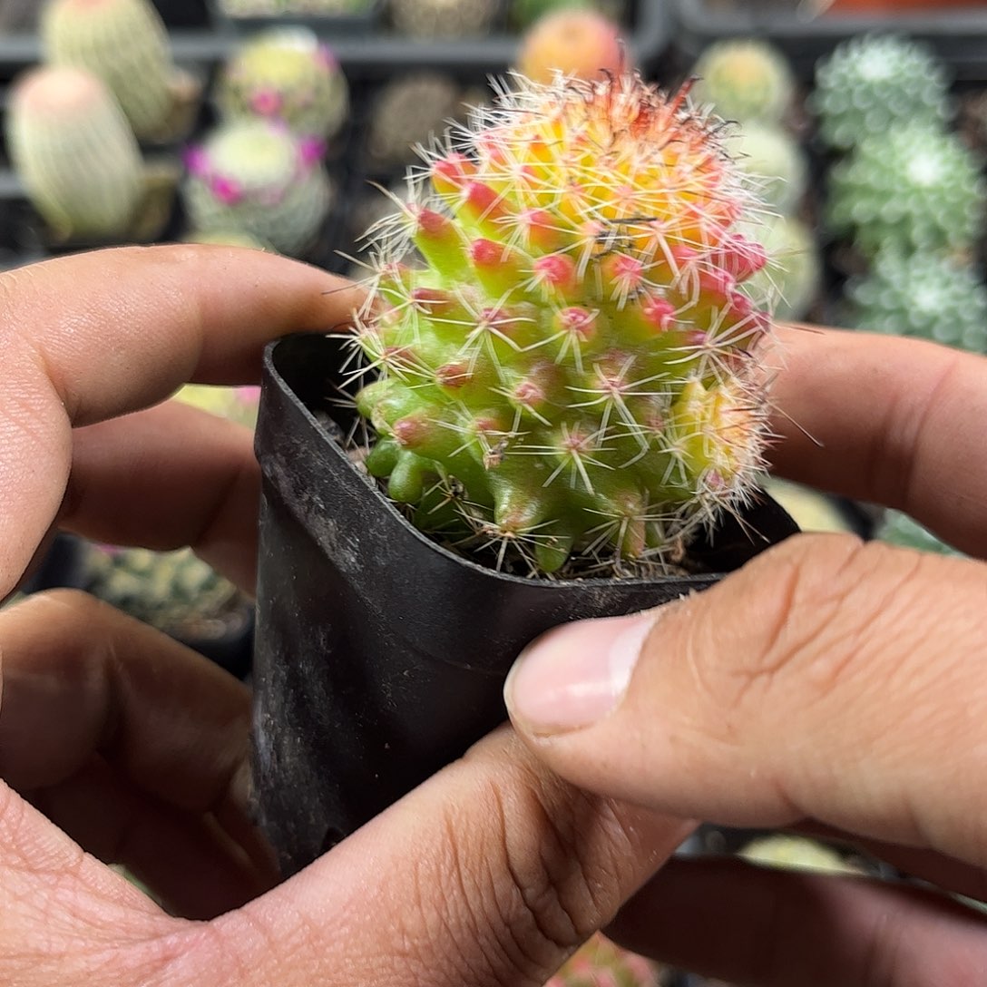 红娜丸单头发货单头