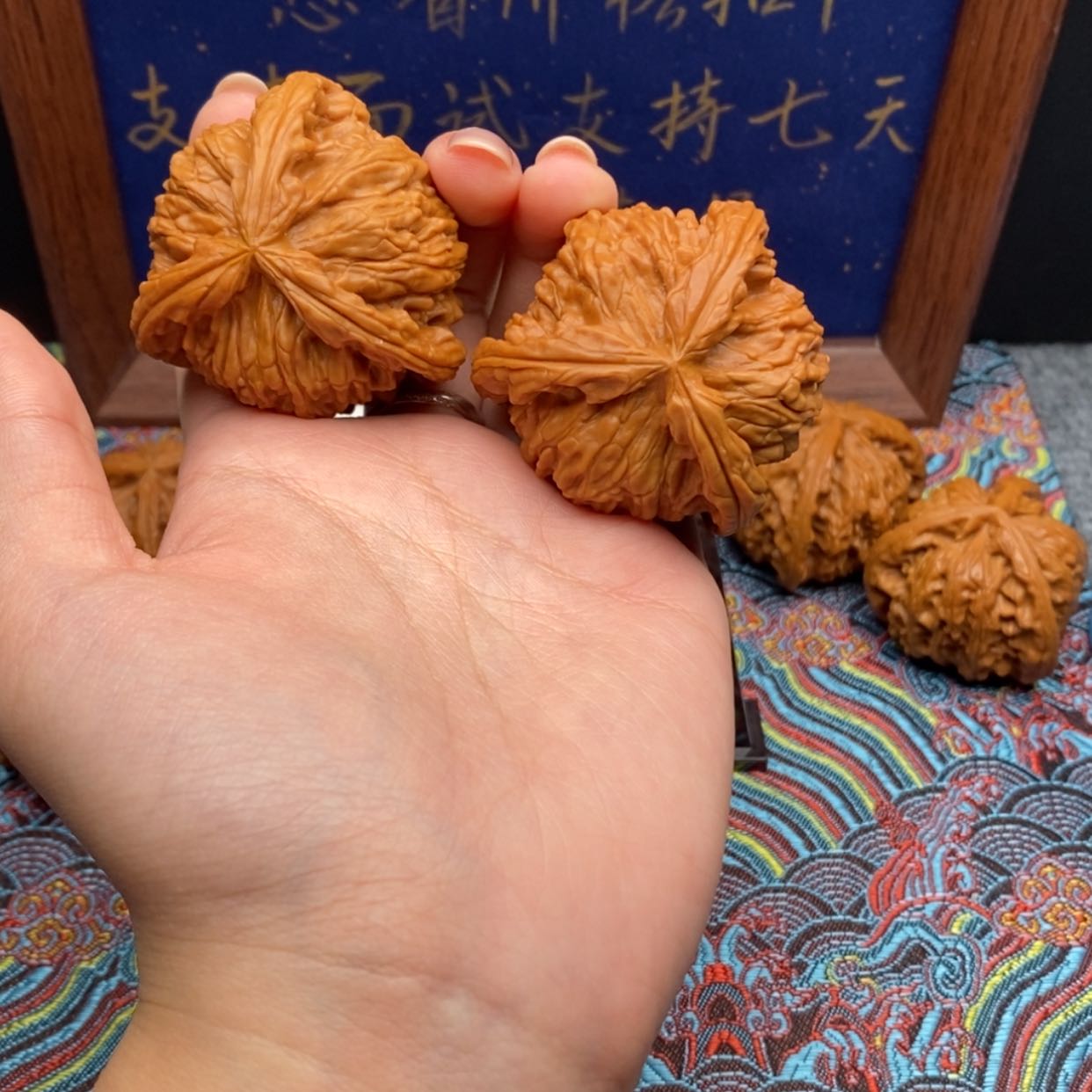 【闪购商品】津**人白狮