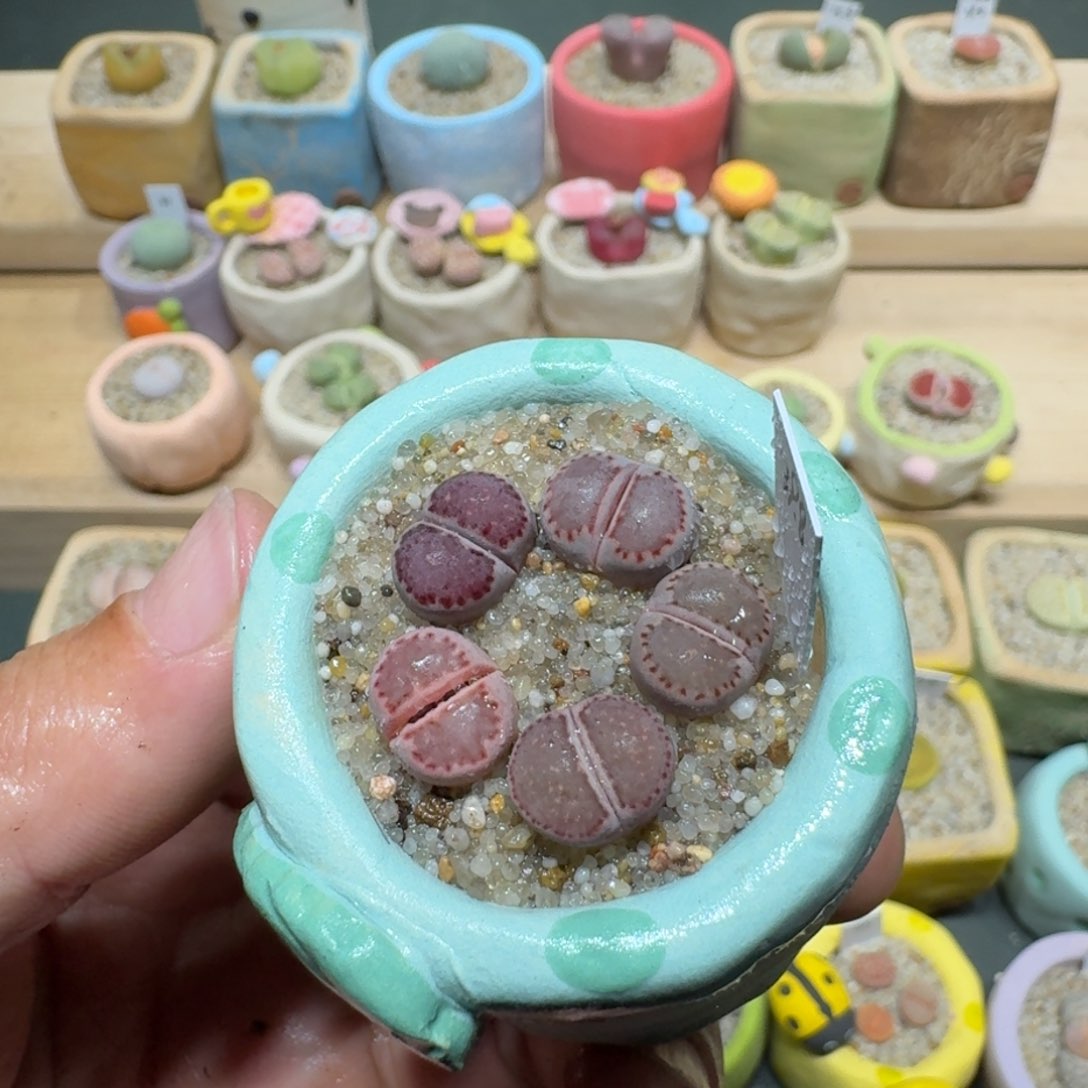 红陶蘑菇1209紫饼