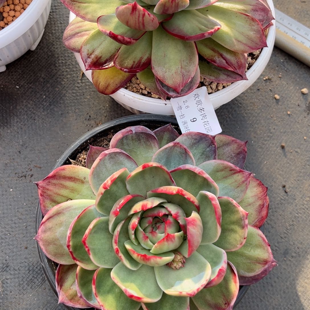 O*2.6-9惊鸿两个1111111111