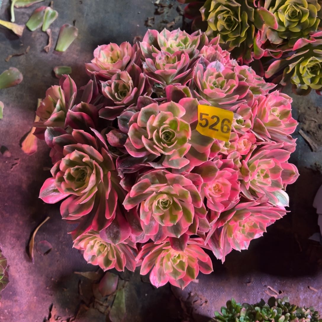 526粉女郎法师多肉