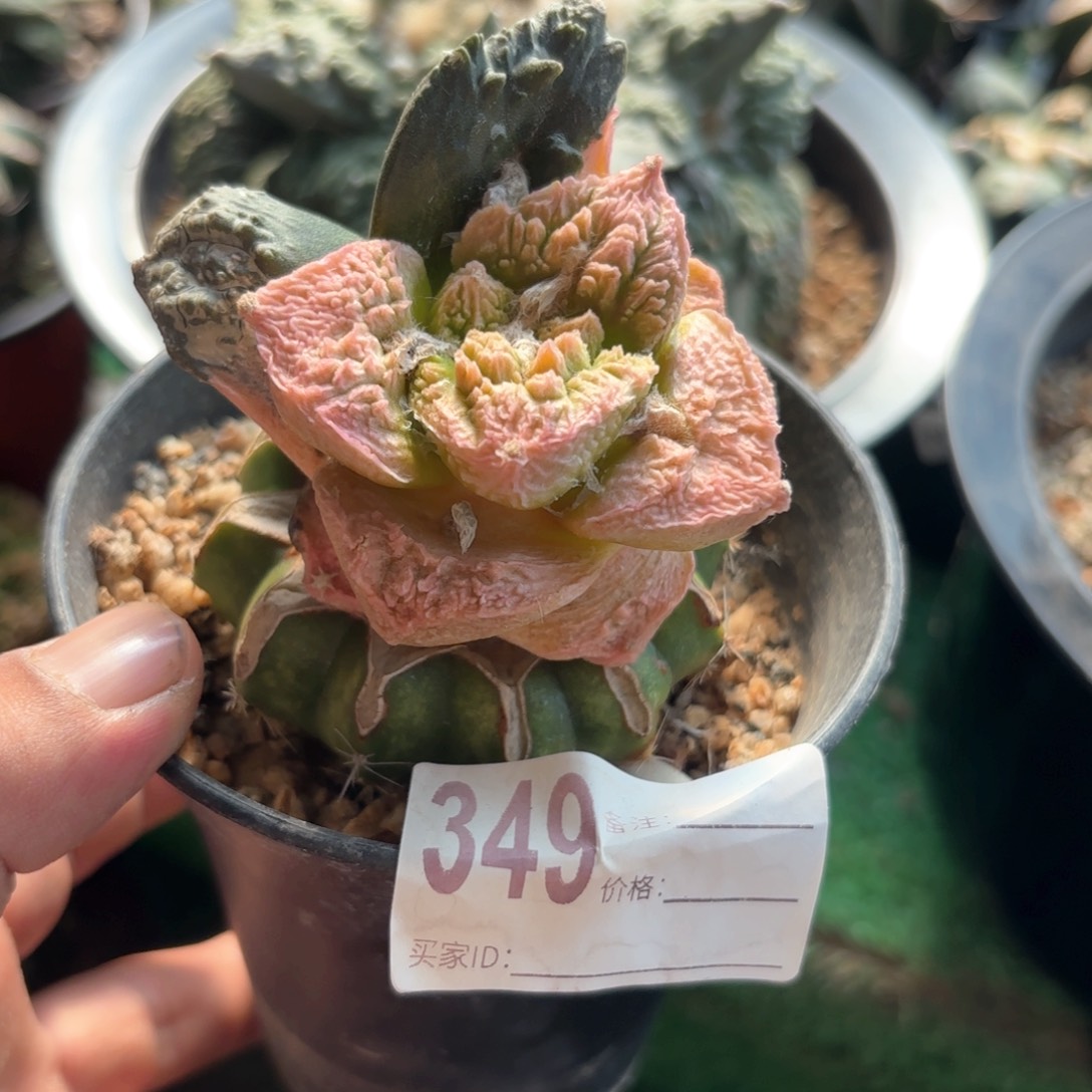 哥斯拉牡丹锦仙人球349