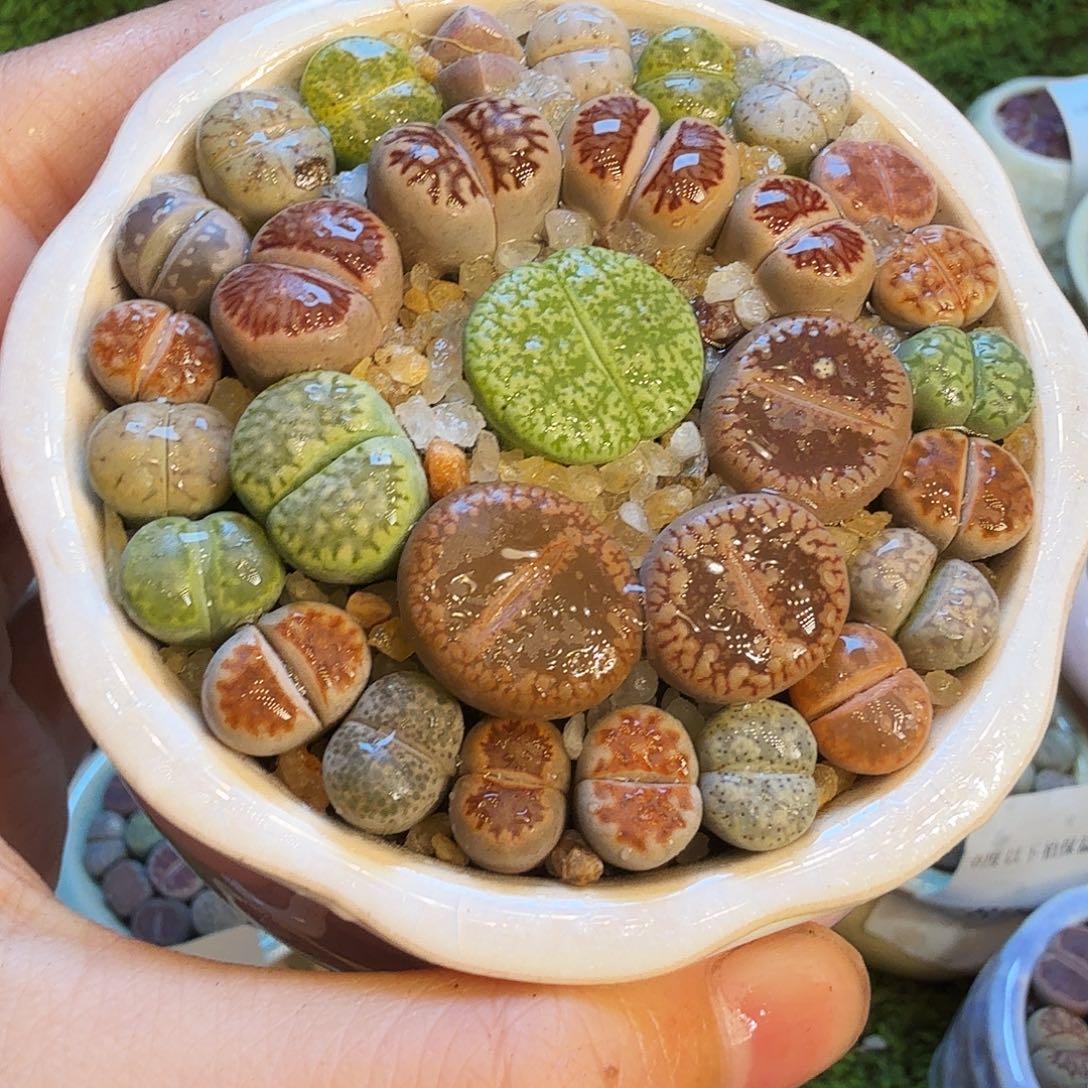 ꧁***꧂多肉植物福利冲978