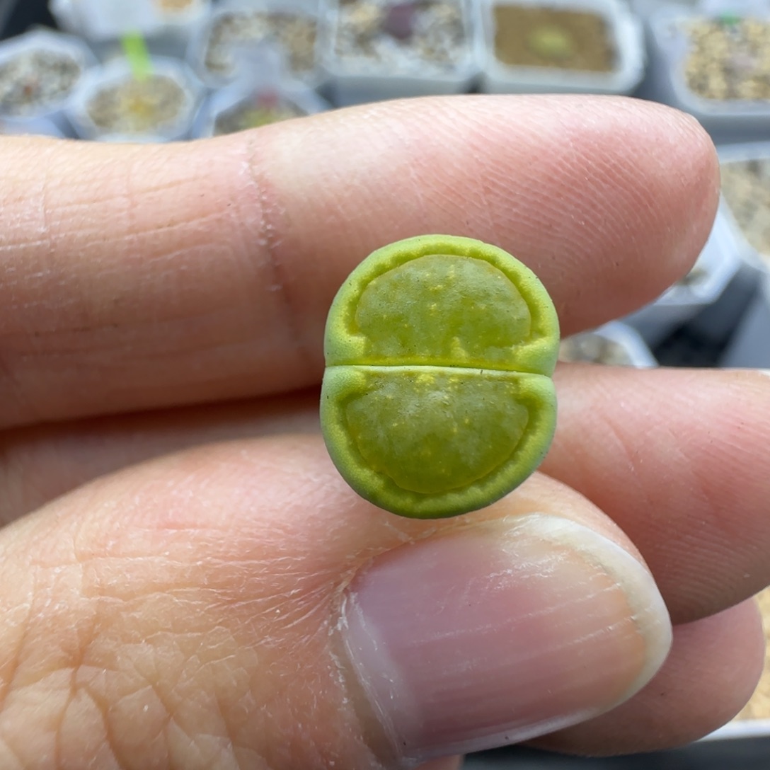 890 清框福利30包邮