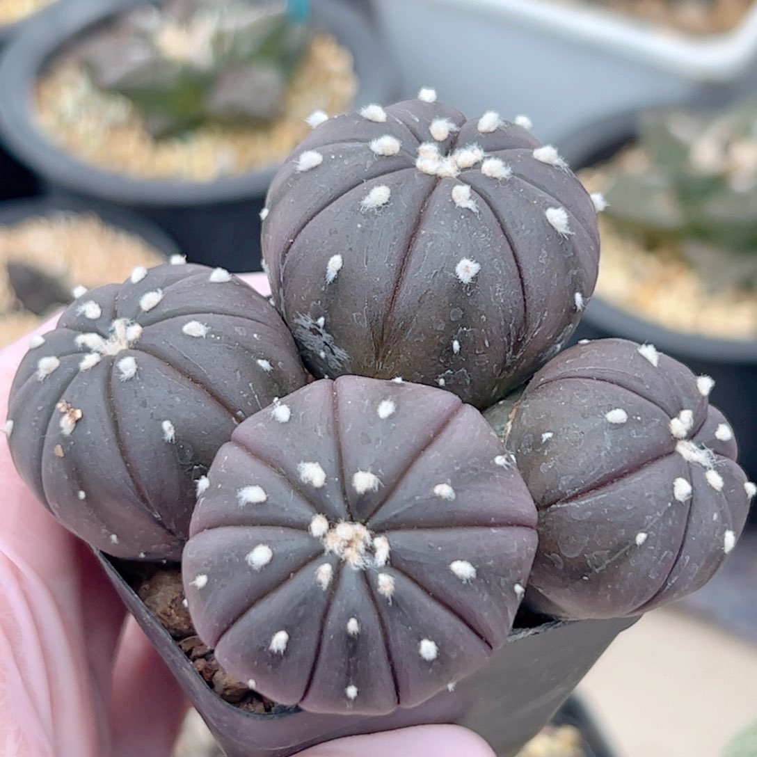 实生 多头兜仙人球