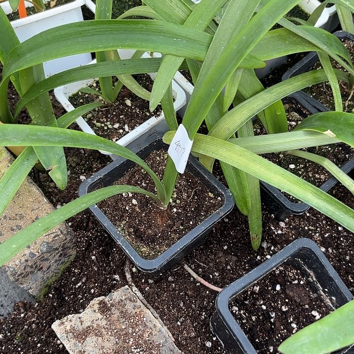 小*孤宝仙子原盆原土包对版