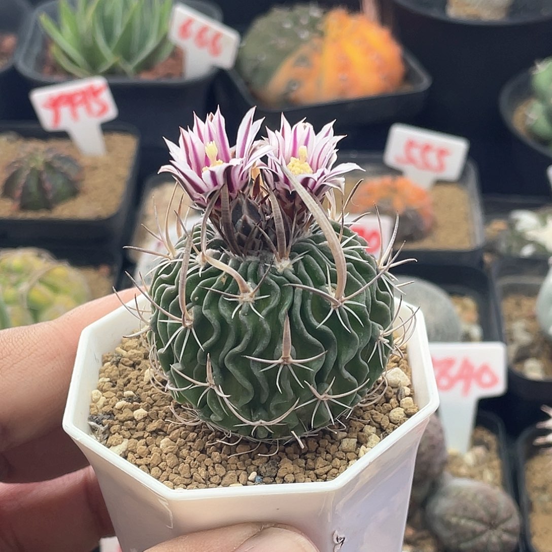 实生纸刺喷泉刺振武玉仙人球