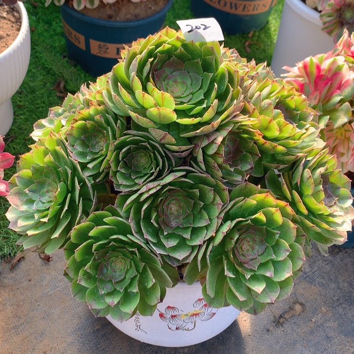 202万拉丝精品捧花朵朵