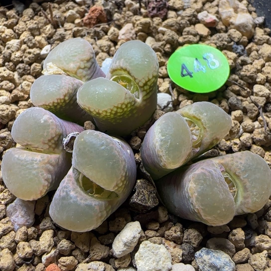 风铃群六头多肉植物448