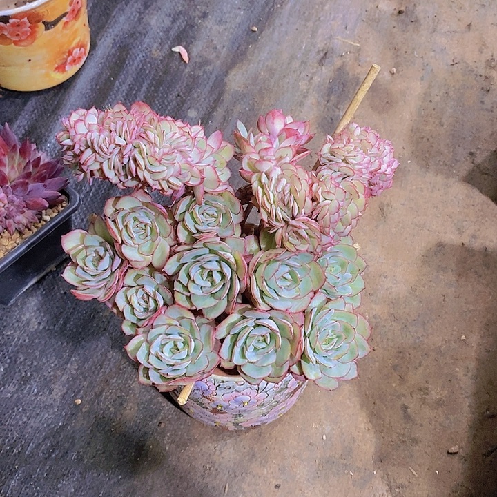 单***丹牡丹亭多肉植物大缀化